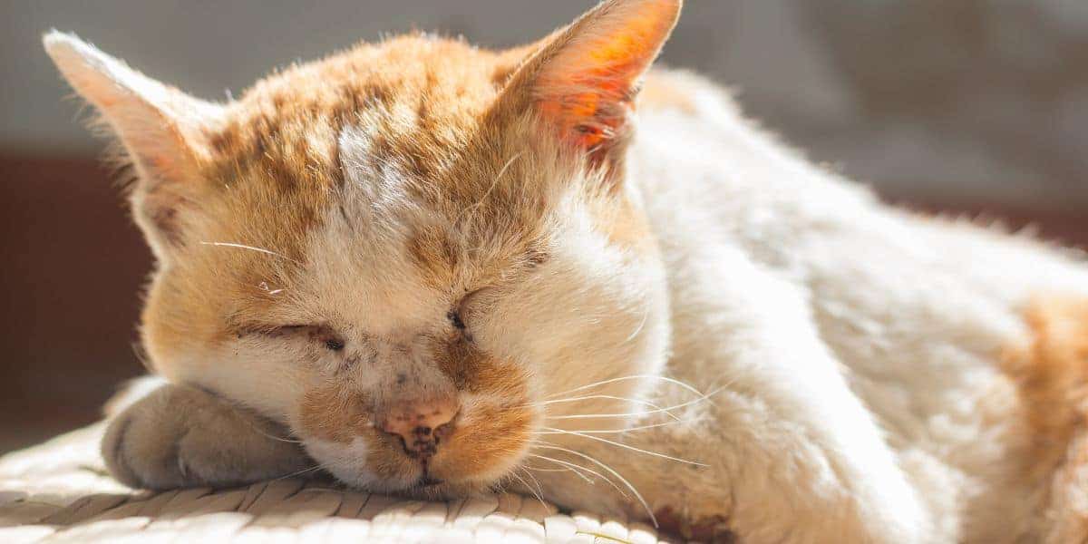 old red tabby and white cat sleeping
