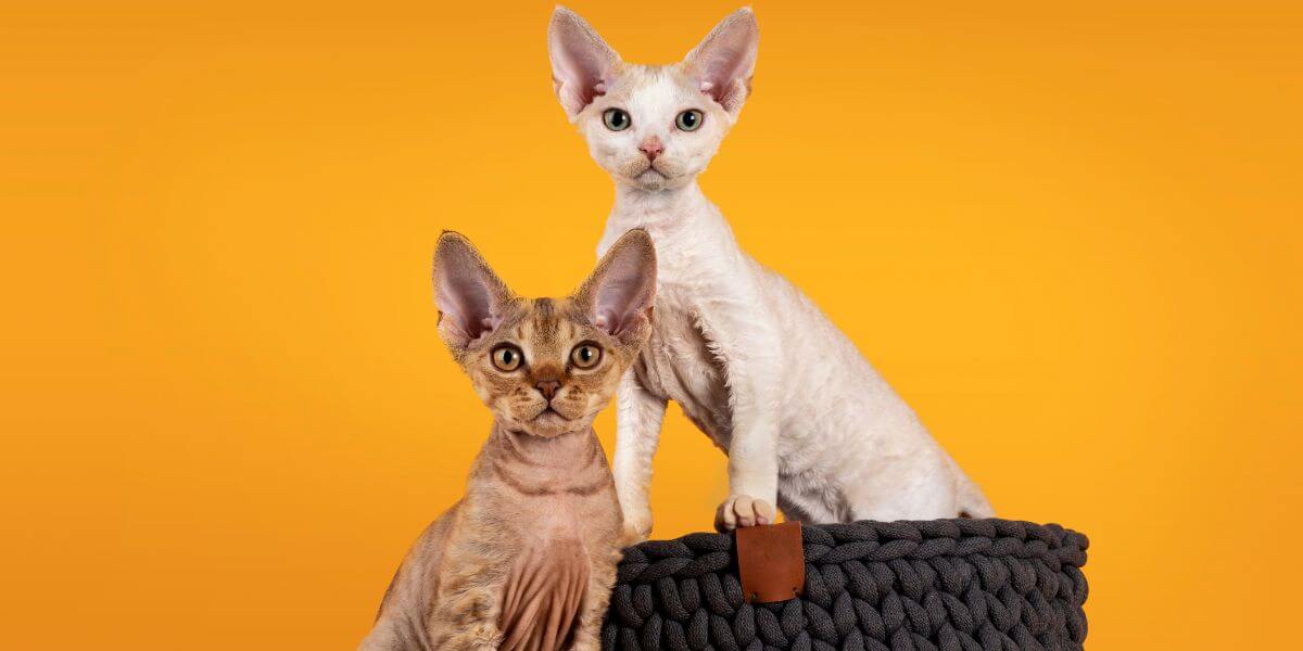 a white devon rex cat and a red devon rex cat breed sitting on a tire prop