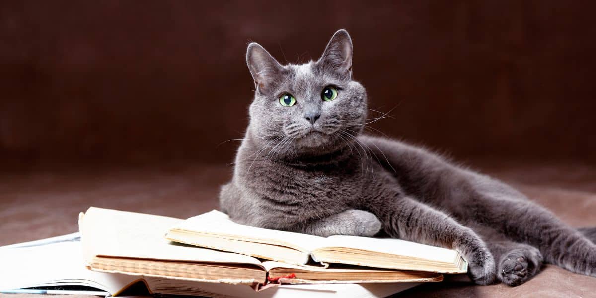 Russian blue cat lying on a pile of open books