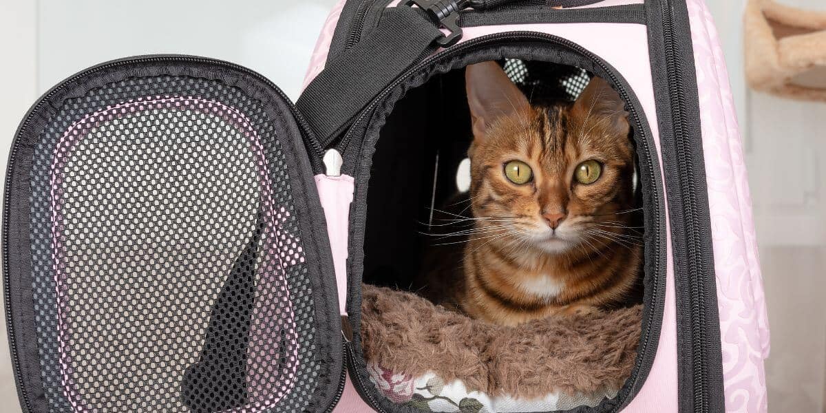 Bengal cat in a pink carrier
