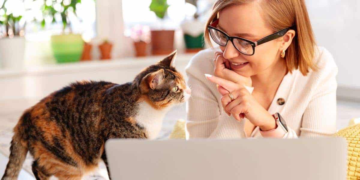 brown patch tabby and white playing with her human