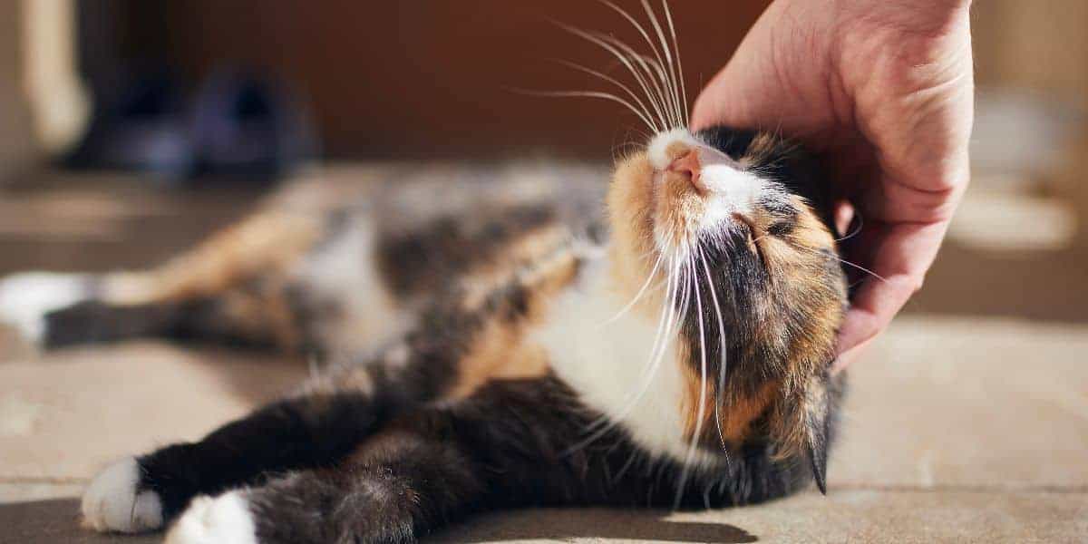 human hand petting a tortie and white cat