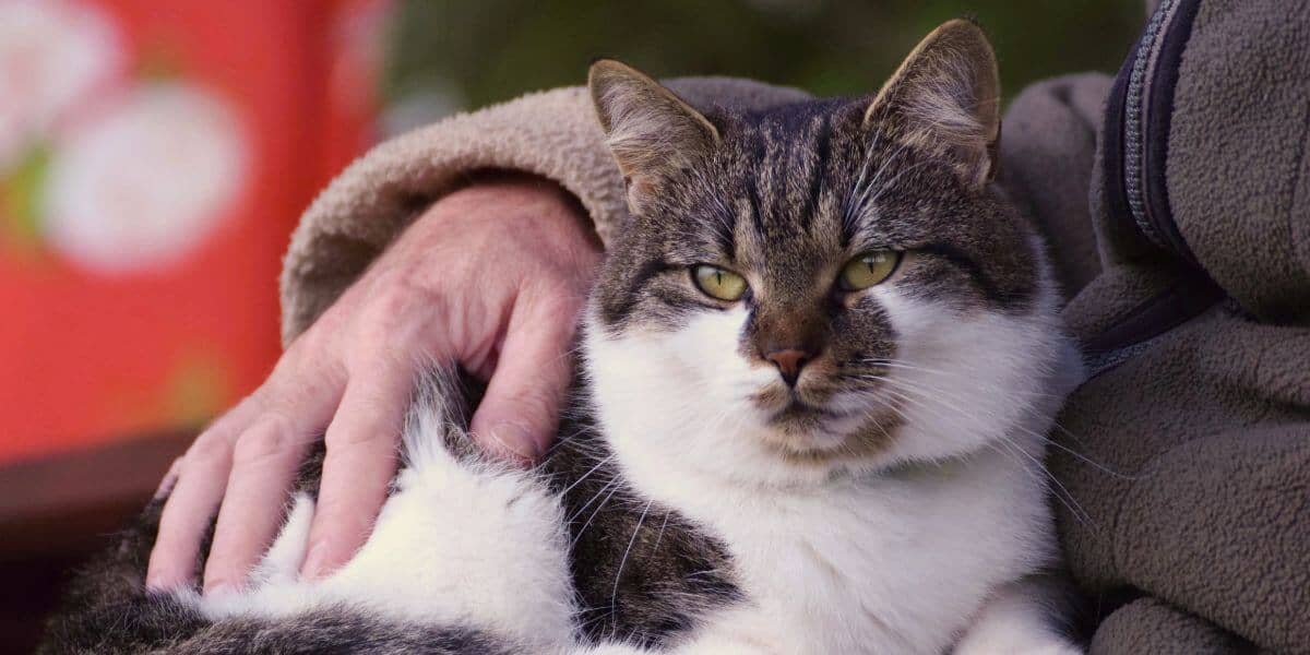 Brown tabby and white senior cat