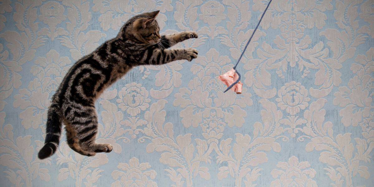 brown Bengal kitten jumping after a pink cat toy