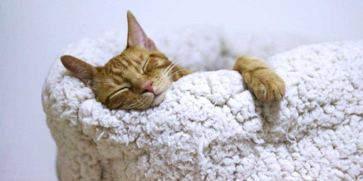 senior ginger cat in a white sherpa orthopedic bed