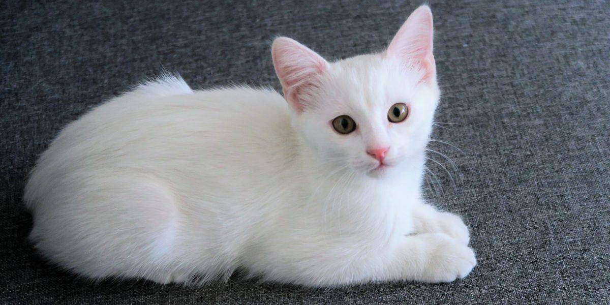 odd-eyed white kitten on a gray carpet background