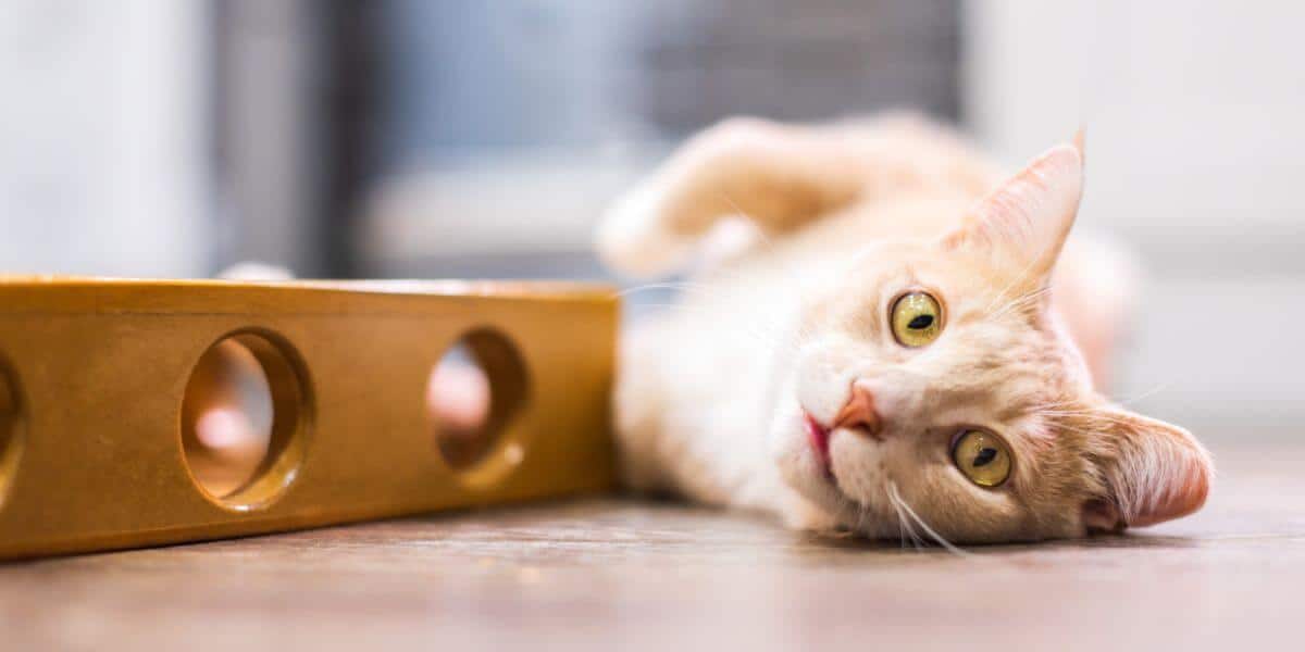 cream tabby and white cat playing with a puzzle toy that requires him good memory skills