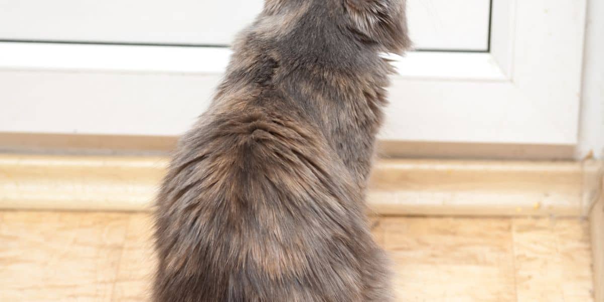 blue cream tortie cat staring at a closed door