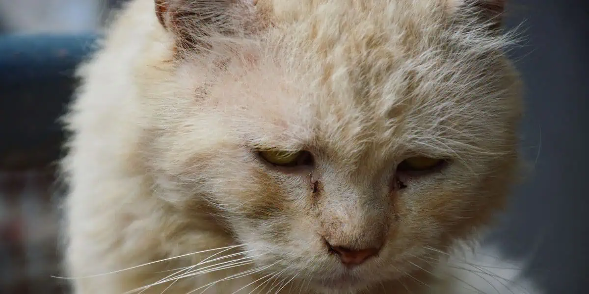 cream cat with tear stains on face