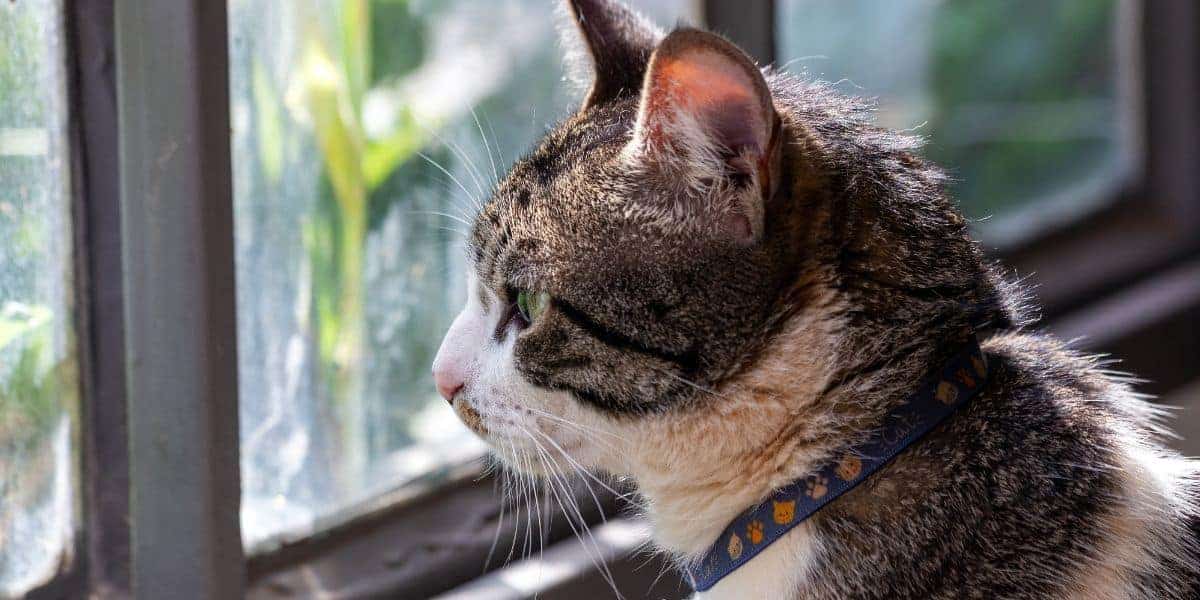 brown tabby and white american wirehair cat looking out a window