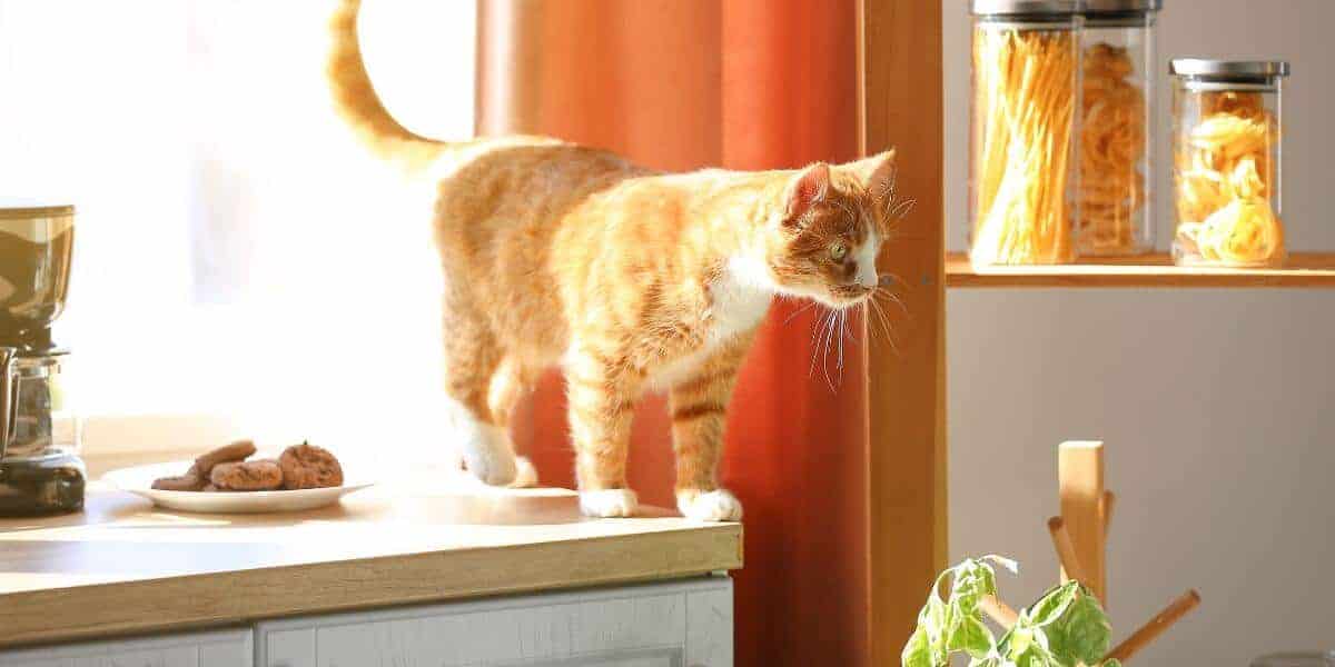 orange tabby cat sitting on a cabinet in front of an orange curtain