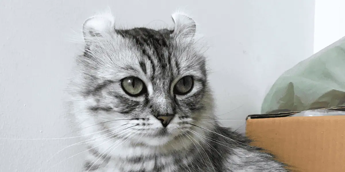 silver american curl cat