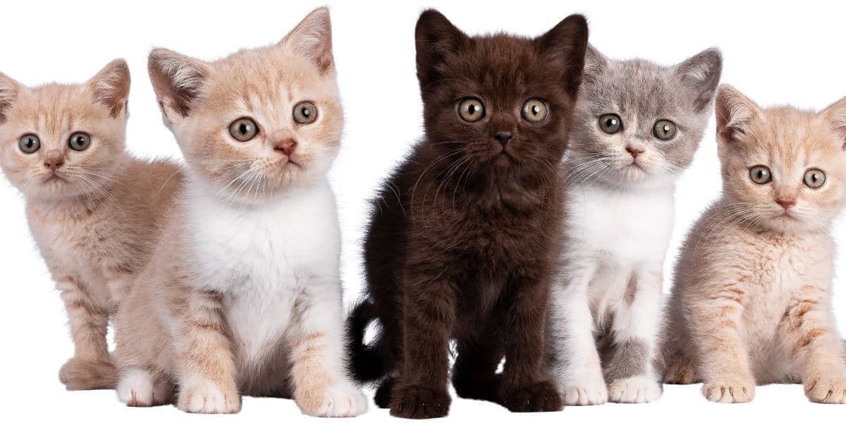 Reveal Feline Personality: A Deep Dive into Temperament Testing Kittens 1