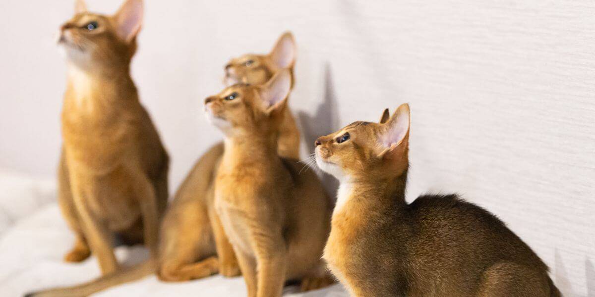 4 abyssinian kittens in a photo shoot