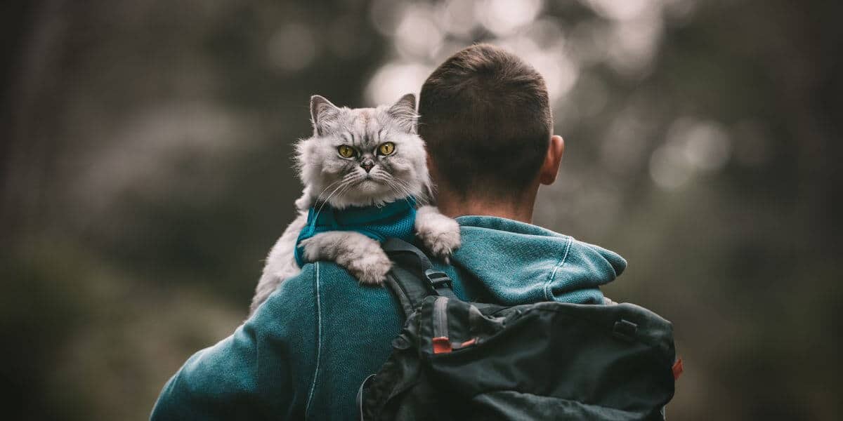 Hiking with Cats: Tips and Tricks for a Purr-fect Adventure 1