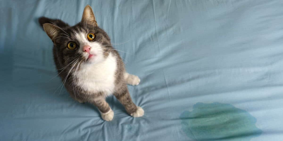 incontinent senior tabby and white cat sits next to a pee puddle