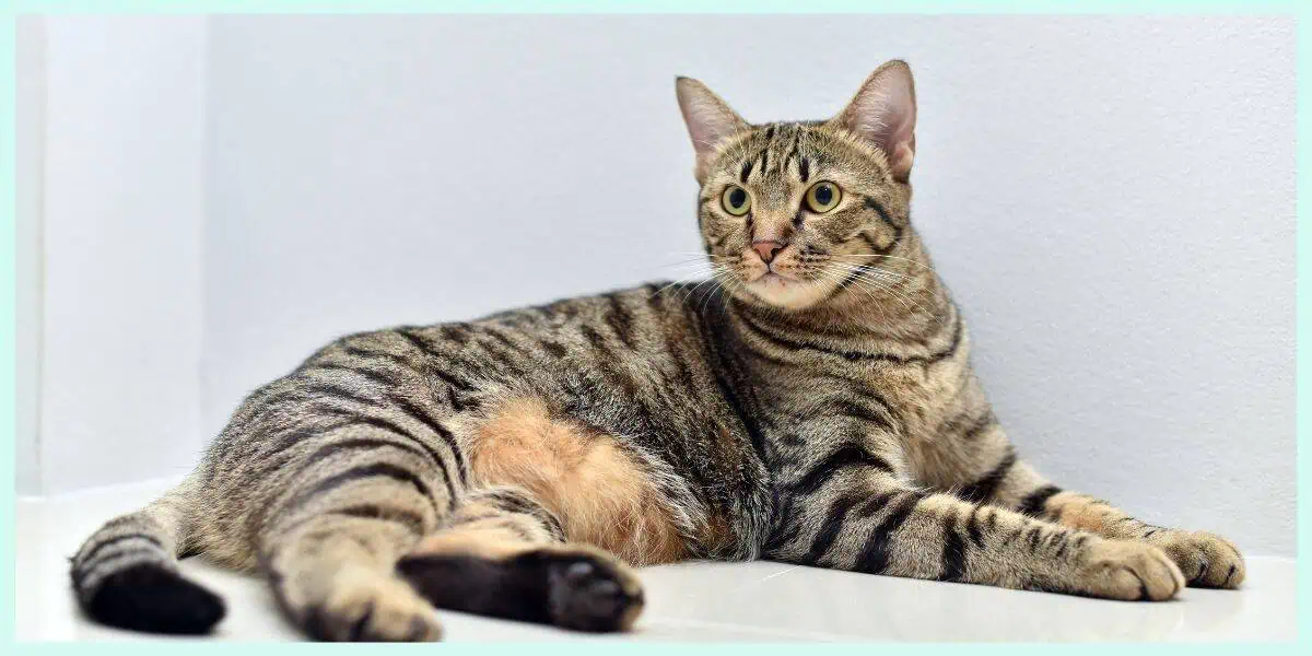 brown tabby domestic shorthair cat lying on white surface, showcasing striped fur pattern and bright green eyes.