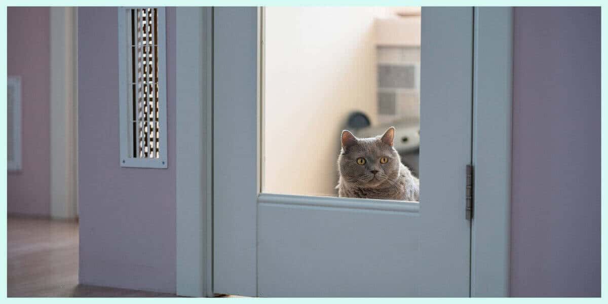 Stop Door Dashing Cats: 10 Simple Fixes to Cure the Bolters 1