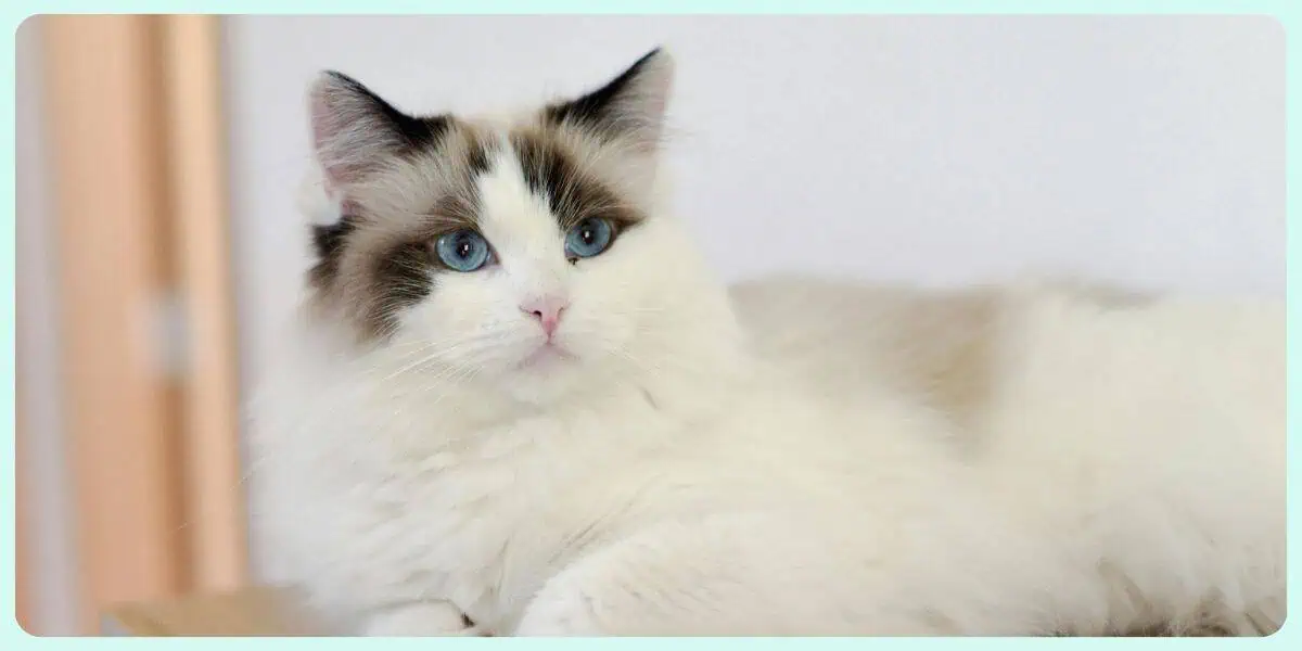 bi-color ragdoll cat lounging