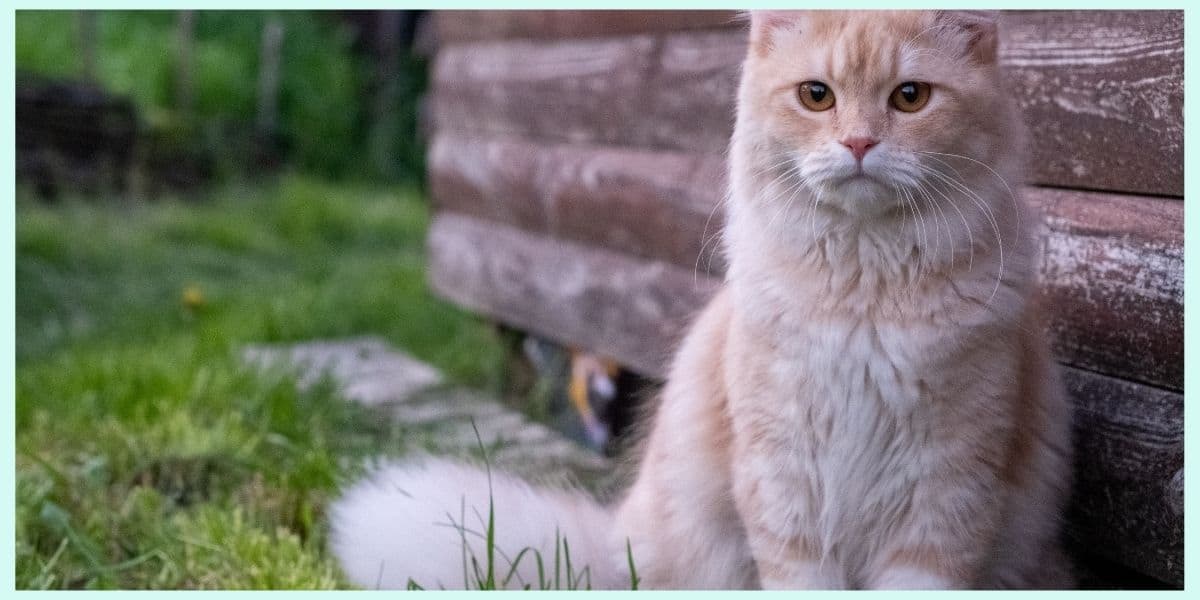 cream siberian cat outside by log building