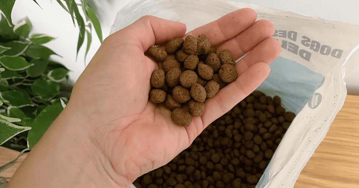 insect-based dog food in a hand