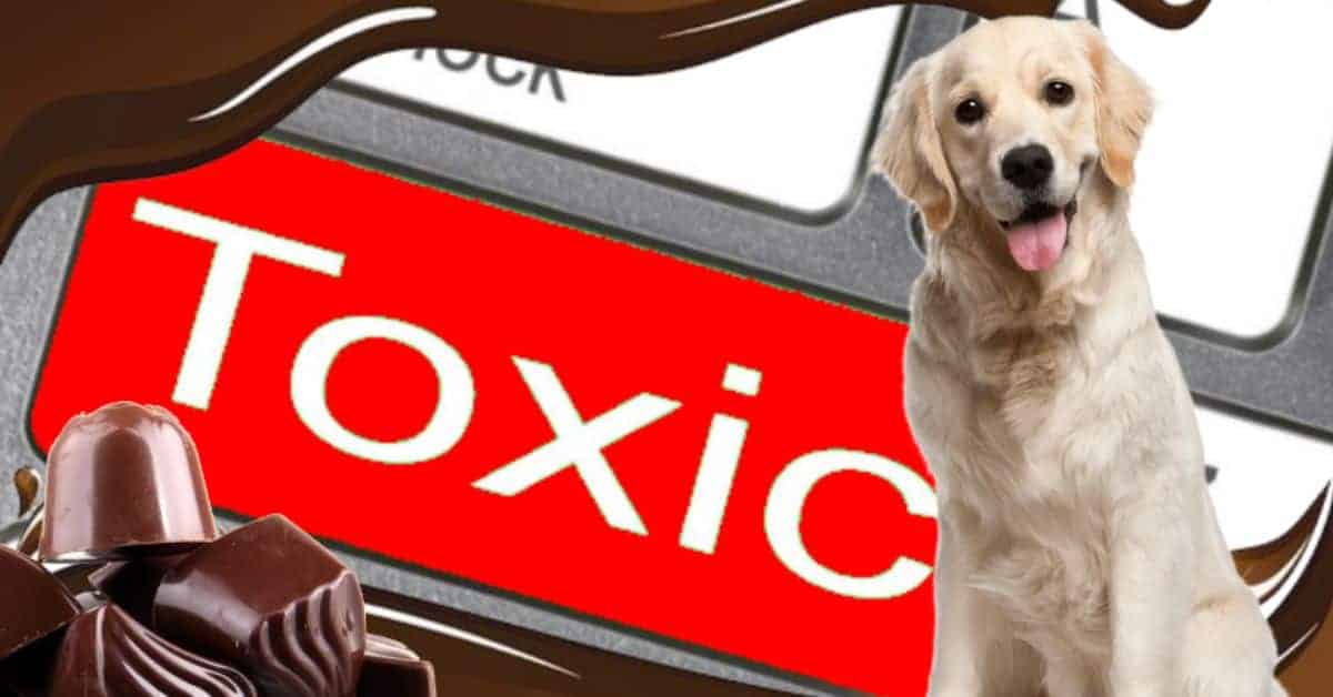 What to Do if Your Dog Eats Chocolate YDoWeLovePets