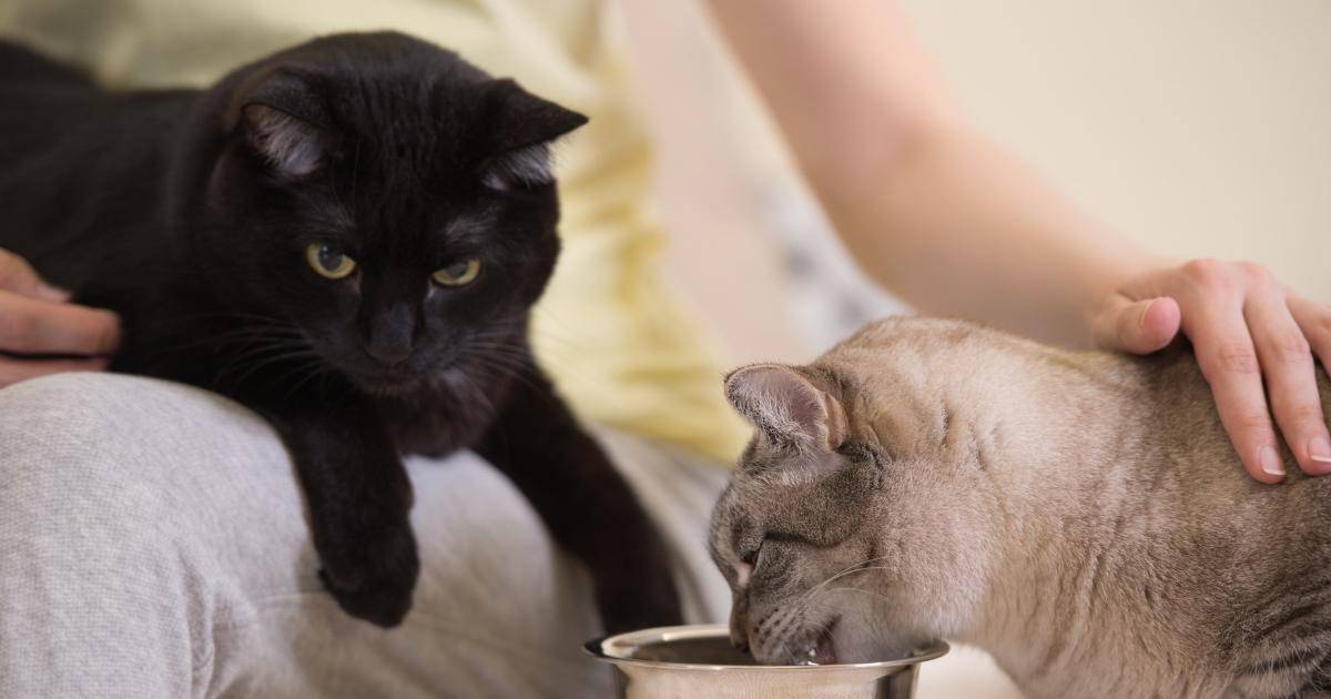 two cats with ine bowl taking turns eating