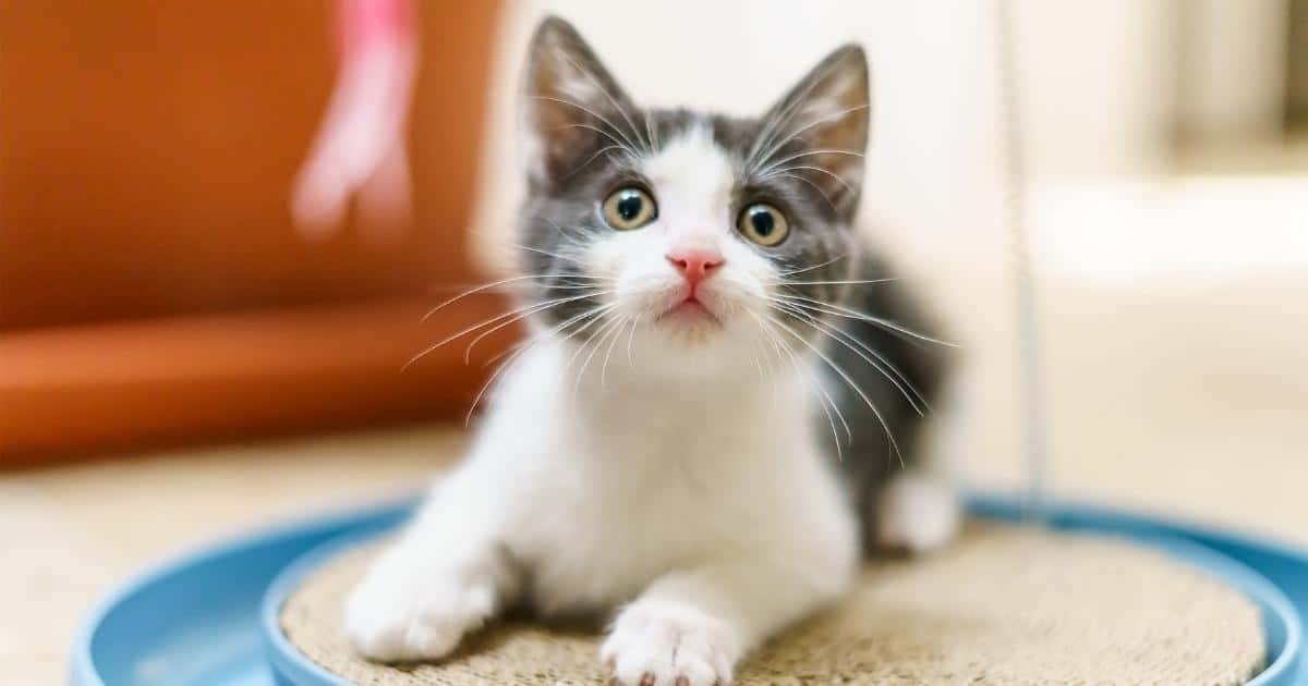 blue and white cat playing with a balltrack toy