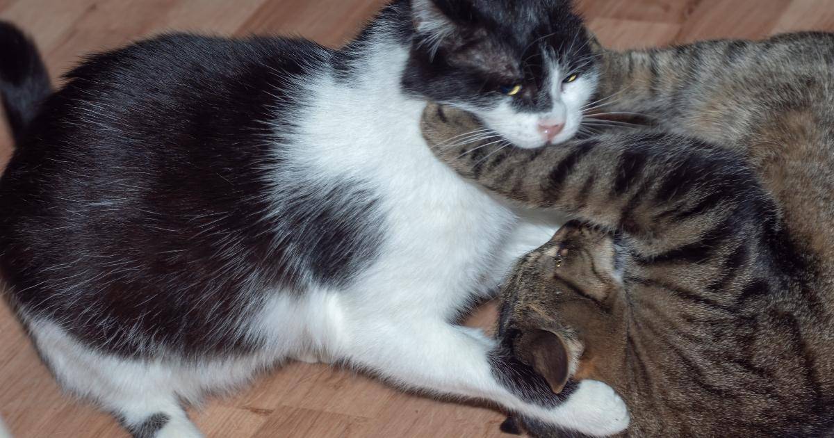 Why Are My Cats Fighting? 1