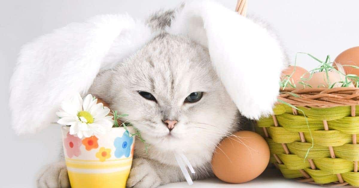 white cat dressed as a bunny with Easter eggs and decor