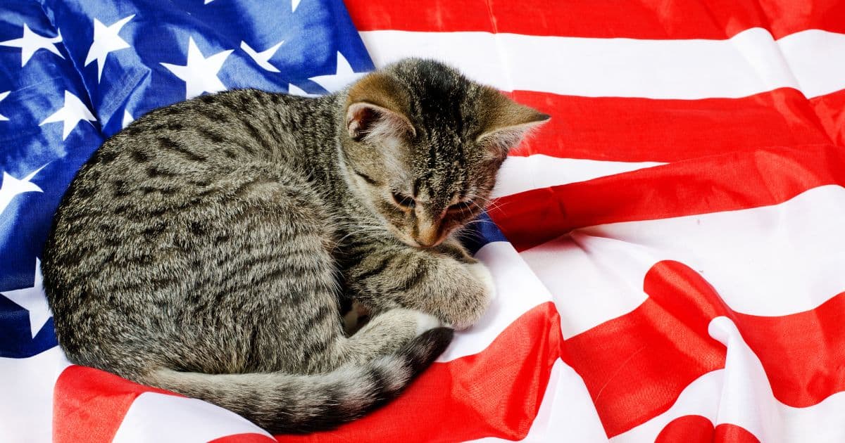 tabby cat laying on patriotic fabric on July 4th