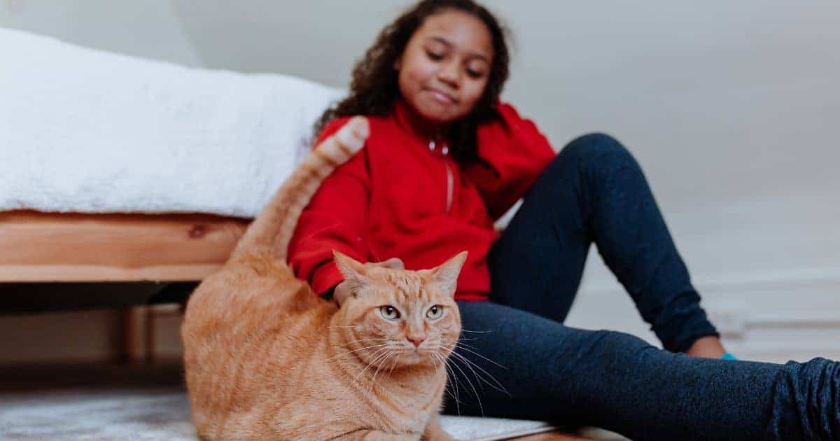 dark haired girl in red shirt and blue jeans petting a red tabby shorthaired cat