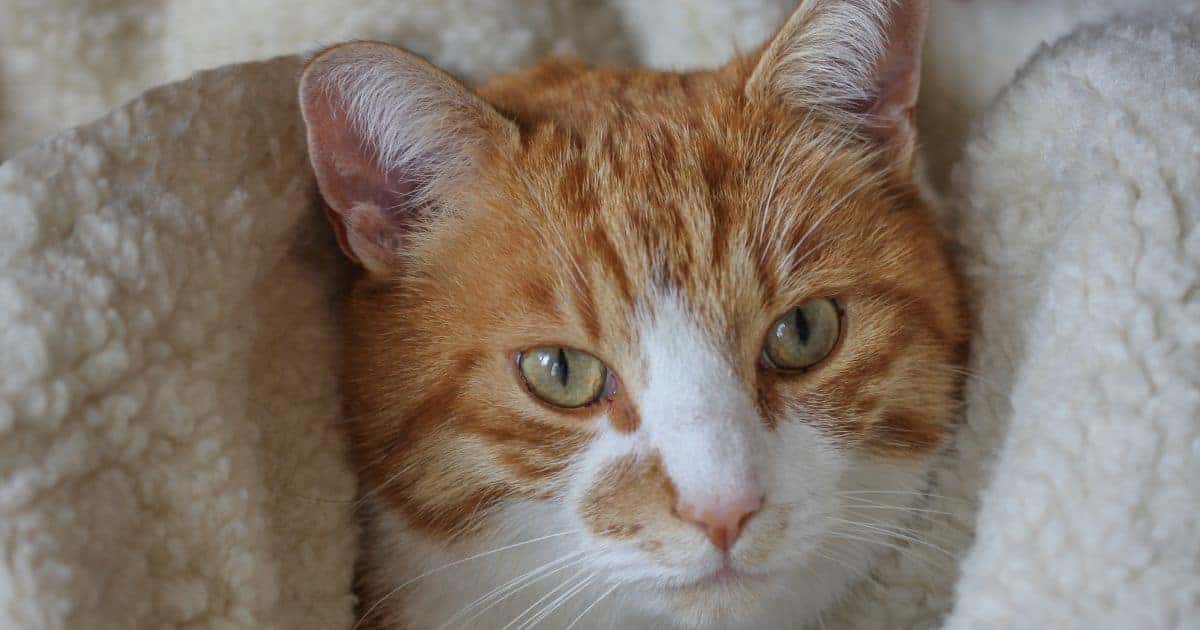 red tabby and white cat on a white shearling blanket background