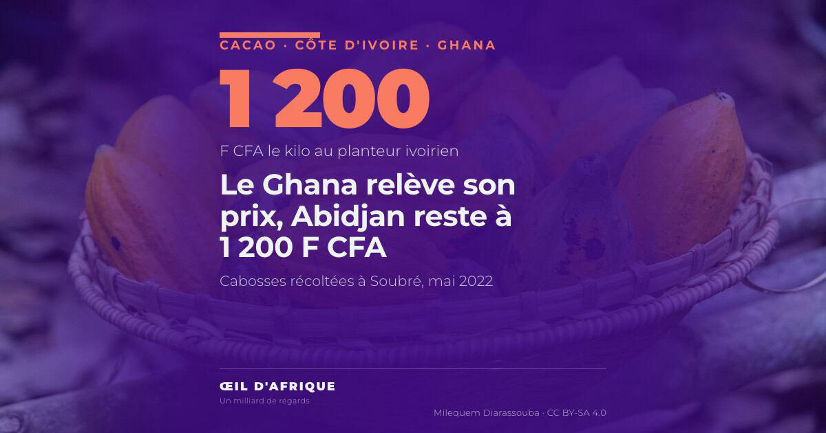 Un panier de cabosses de cacao récoltées à Soubré, dans l'ouest de la Côte d'Ivoire, où le prix du cacao est fixé à 1 200 F CFA le kilo
