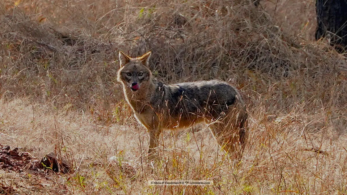 kuno national park gwalior madya pradesh golden jackal