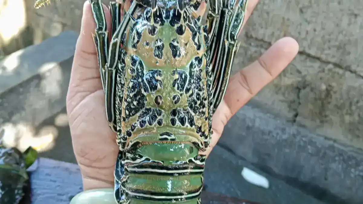 Lobster Asam Manis Pratama Seafood