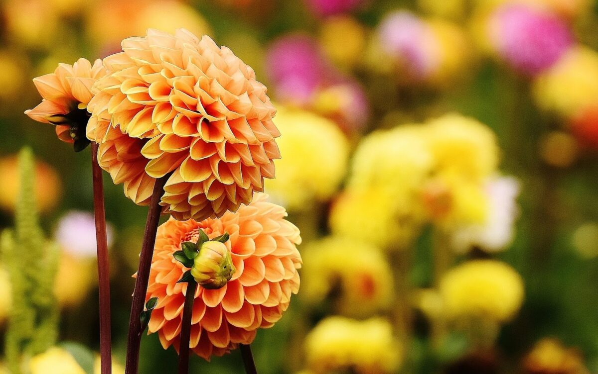 Close-up of orange and yellow dahlia flowers with layered petals, standing on tall stems. The background is filled with blurred yellow and pink flowers, creating a colorful, vibrant garden scene.