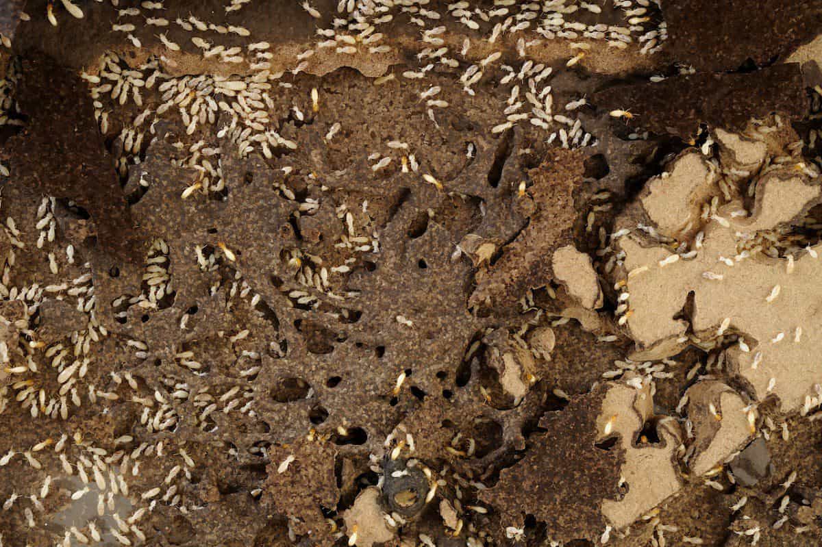 Boise termite control