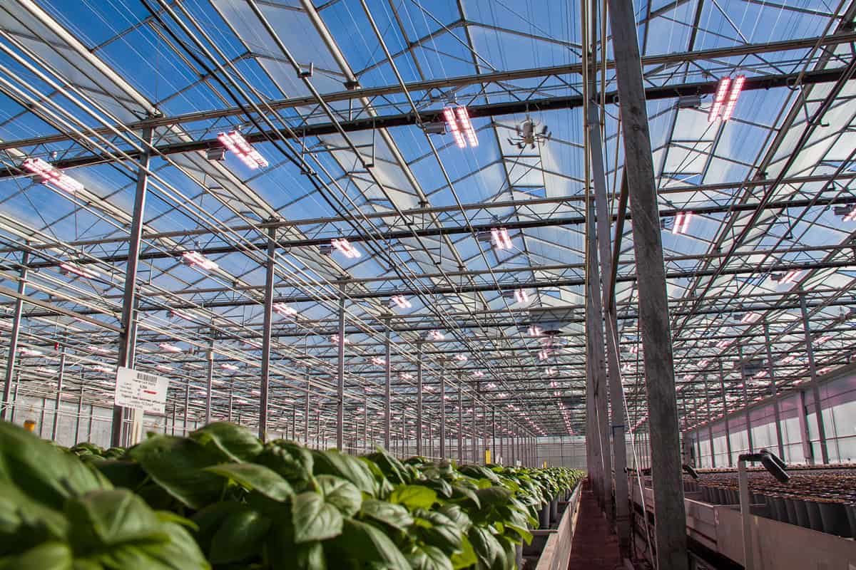 Mitra X in Freeman herbs Greenhouse