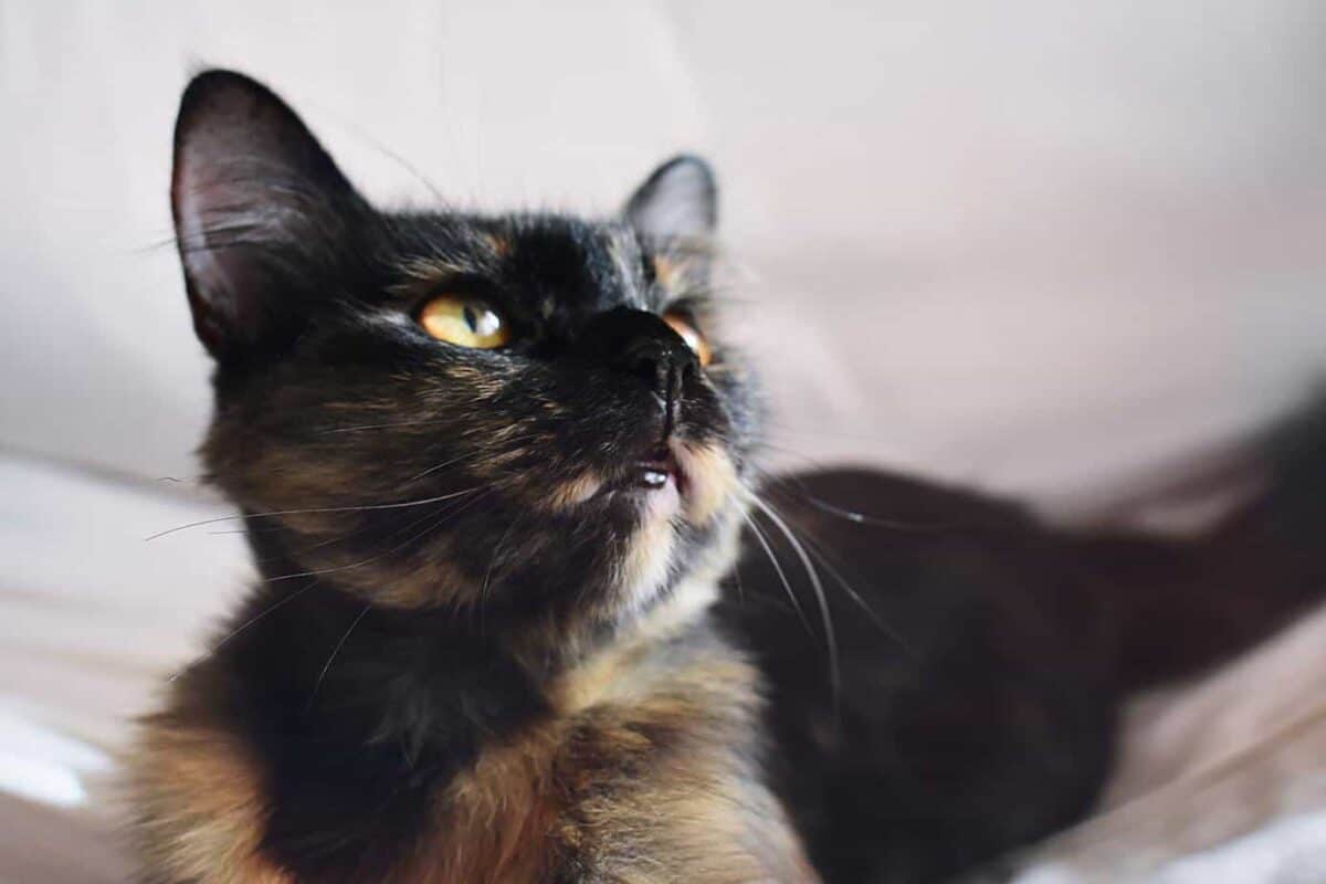 calico cat