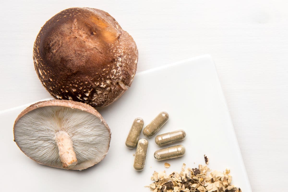 Medicinal Mushroom Chart Your Guide to Fungi Benefits & Types
