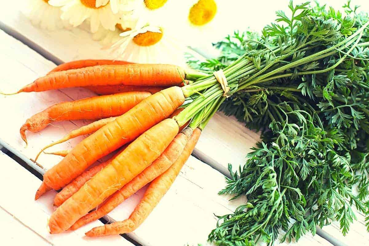 bunch of carrots