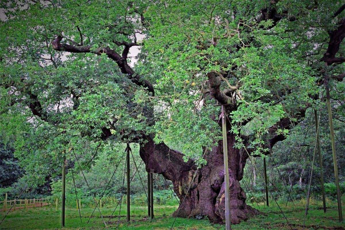 a large tree with green leaves