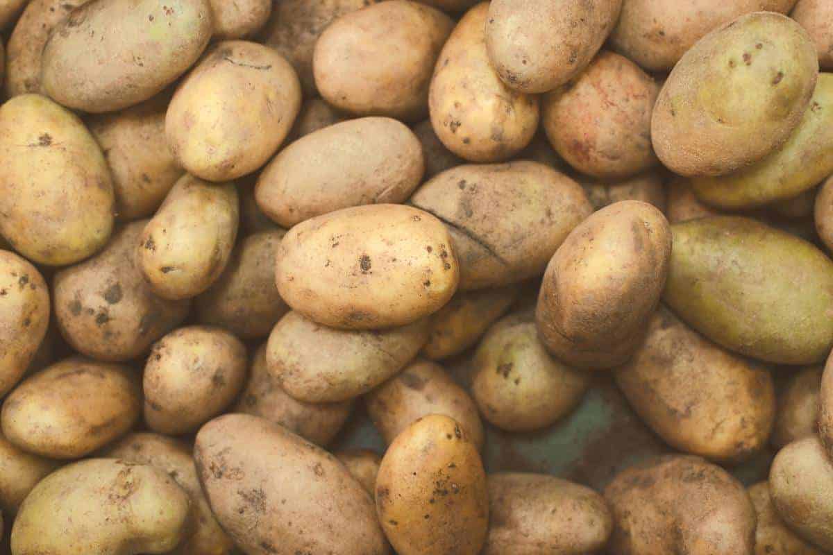 pile of small potatoes uncooked and raw.