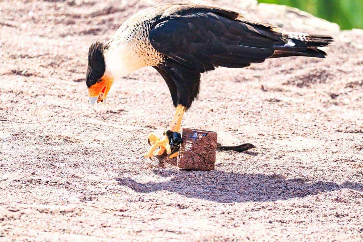 a bird in spain.