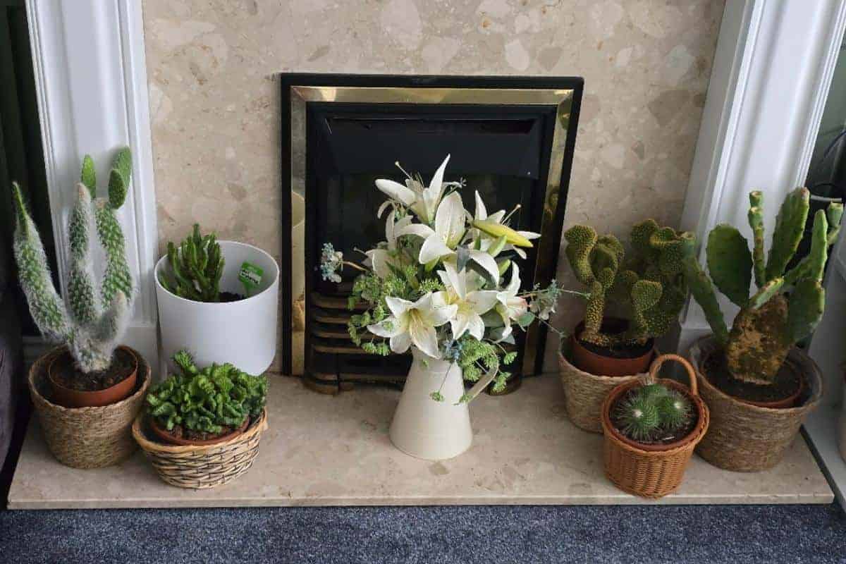 A variety of potted cacti and succulents, known for easy cactus care, are arranged around a fireplace, with a white pitcher of lilies and greenery in the center. The healthy plants sit in unique pots and baskets on a beige hearth.