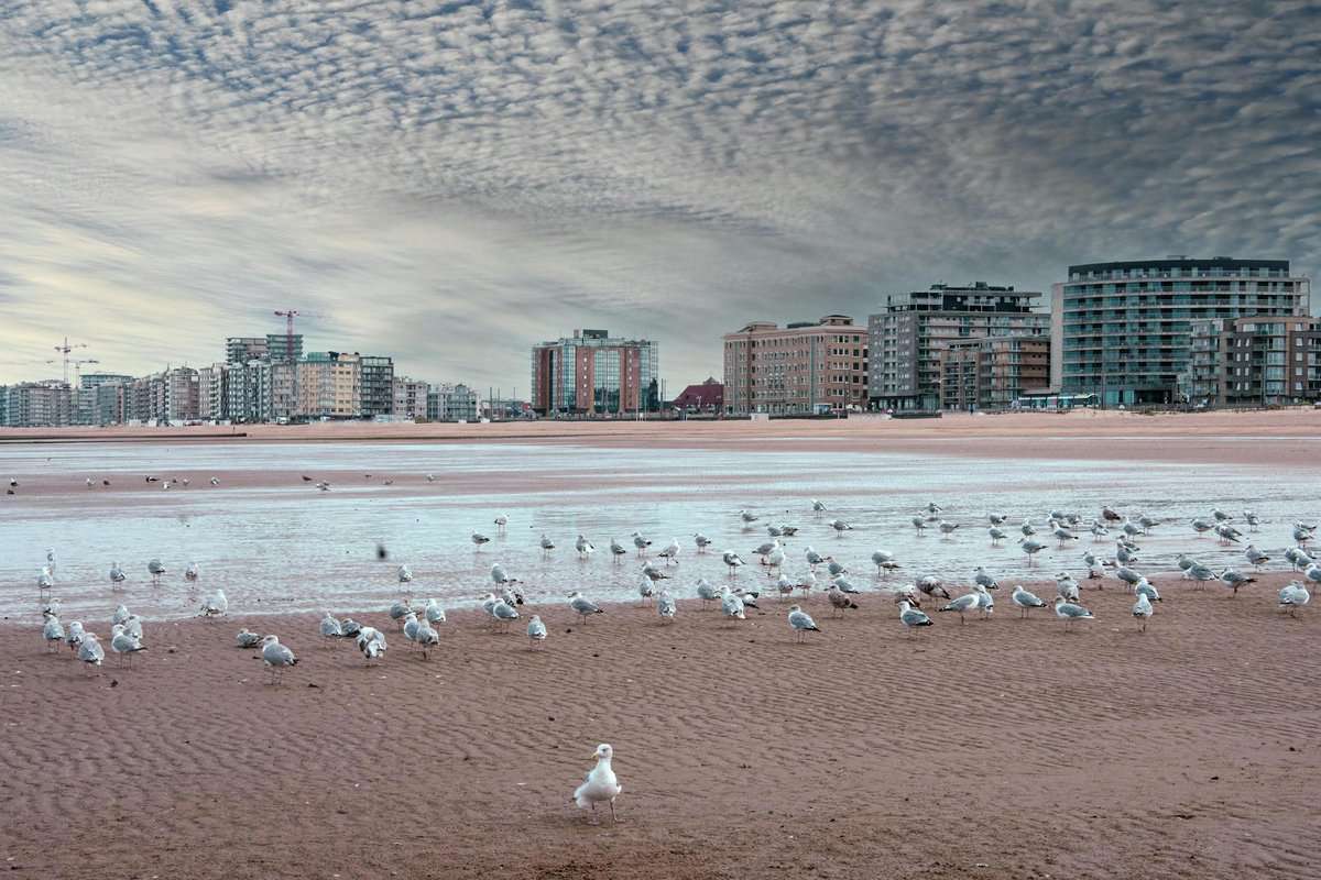 seagulls on a beach in ostend belgium