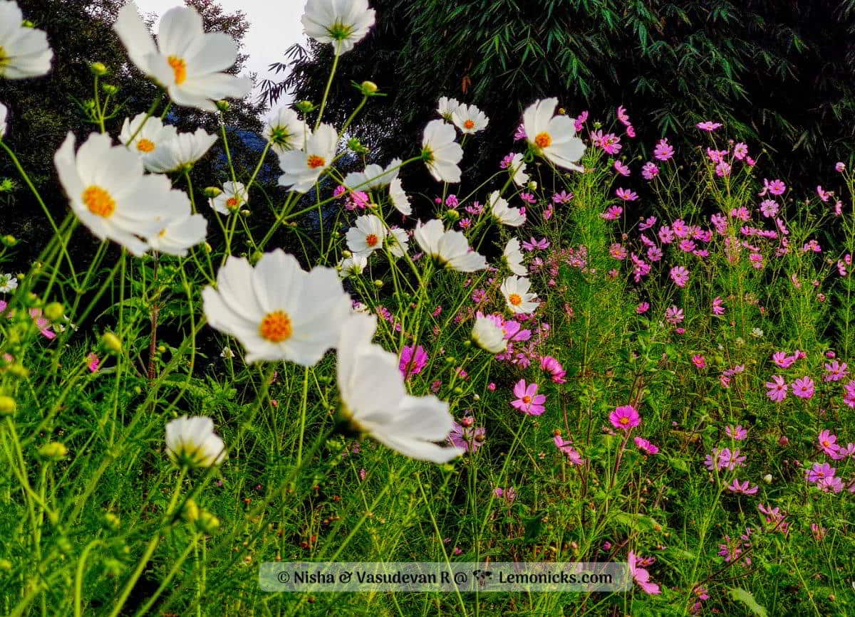 Cosmos flowers all around in Tawang arunachal pradesh on way to chaksham bridge