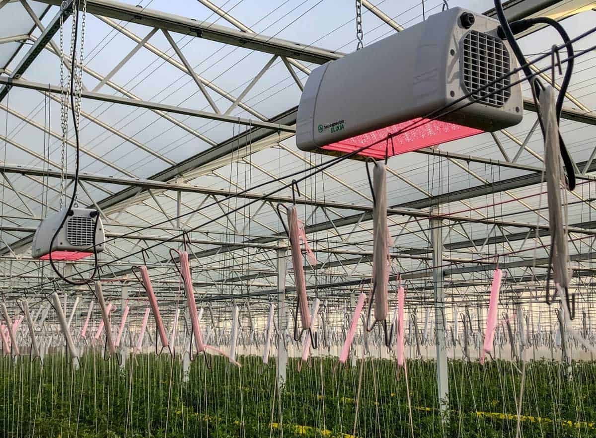 Elixia over tomatoes