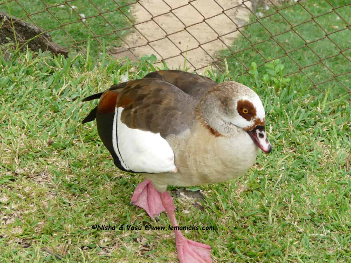 Wildlife in Mauritius @www.lemonicks.com